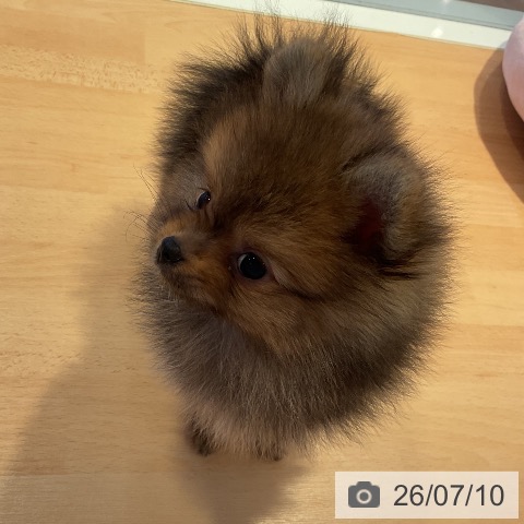 三重県のポメラニアン (ペットプラス 東員店/2026年5月8日生まれ/女の子/オレンジ)の子犬の3枚目の画像