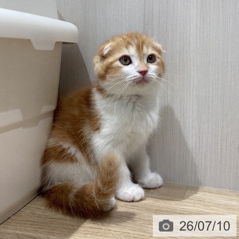 岐阜県のスコティッシュフォールド (ペットプラス 各務原店/2026年5月4日生まれ/男の子/レッドタビーホワイト)の子猫の4枚目の画像