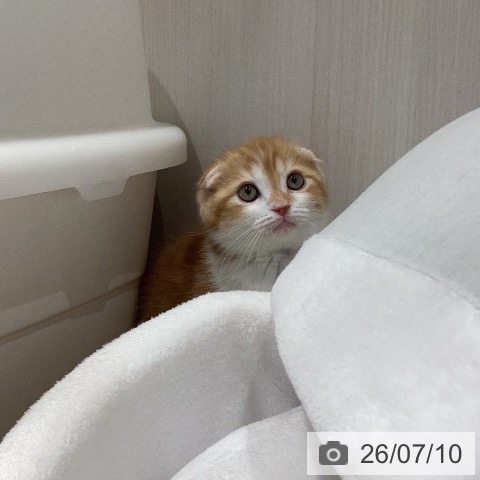 岐阜県のスコティッシュフォールド (ペットプラス 各務原店/2026年5月4日生まれ/男の子/レッドタビーホワイト)の子猫の3枚目の画像