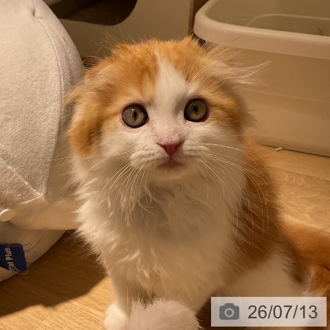愛知県のスコティッシュフォールド (ペットプラス イオンモール豊川店/2026年5月4日生まれ/男の子/レッドタビーホワイト)の子猫の4枚目の画像