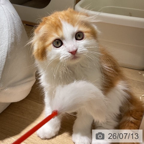 愛知県のスコティッシュフォールド (ペットプラス イオンモール豊川店/2026年5月4日生まれ/男の子/レッドタビーホワイト)の子猫の3枚目の画像