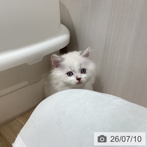 マンチカンの写真