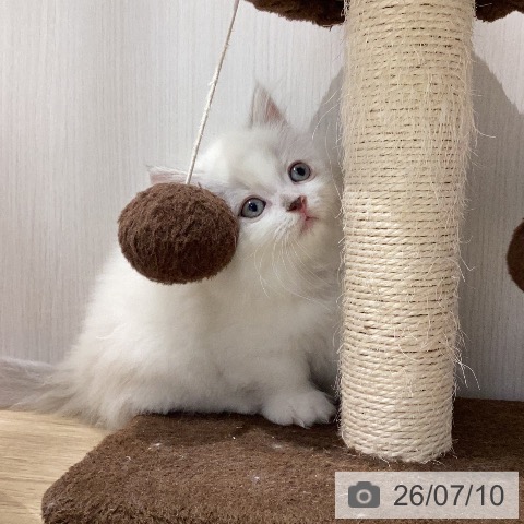 マンチカンの写真