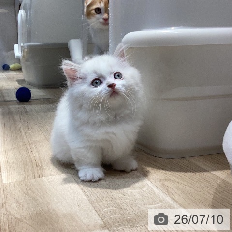 マンチカンの写真
