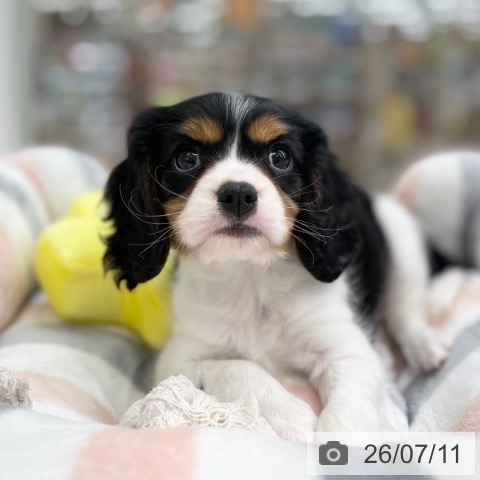 キャバリア・キングチャールズ・スパニエルの写真