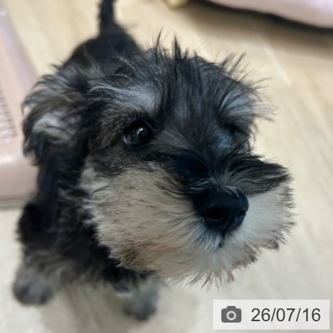 ミニチュア・シュナウザーの写真