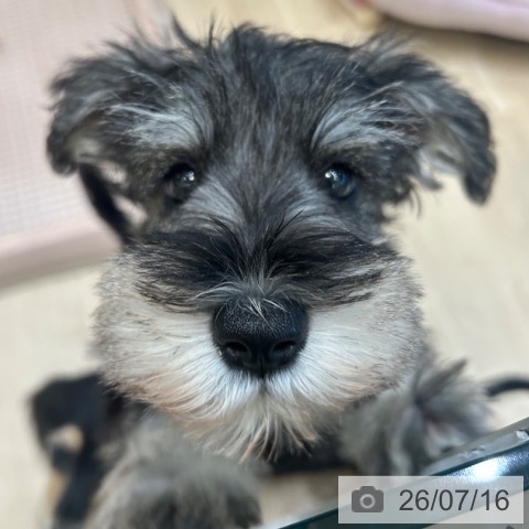 ミニチュア・シュナウザーの写真