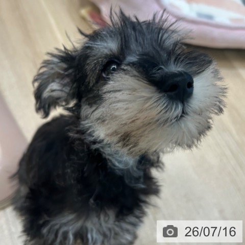 ミニチュア・シュナウザーの写真