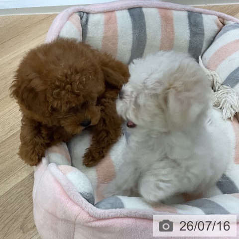 愛知県のトイプードル(トイ) (ペットプラス mozoワンダーシティ店/2026年5月3日生まれ/女の子/アプリコット)の子犬の3枚目の画像