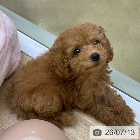 愛知県のトイプードル(トイ) (ペットプラス mozoワンダーシティ店/2026年5月3日生まれ/女の子/アプリコット)の子犬の4枚目の画像