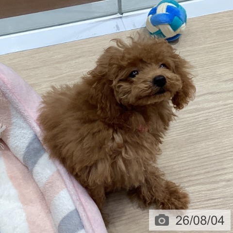 愛知県のトイプードル(トイ) (ペットプラス イオンモール長久手店/2026年5月3日生まれ/女の子/アプリコット)の子犬の3枚目の画像