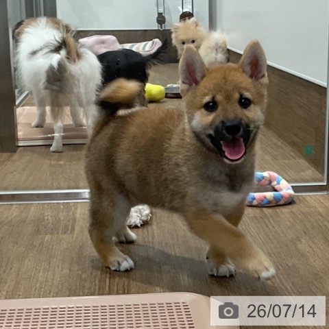 柴の写真