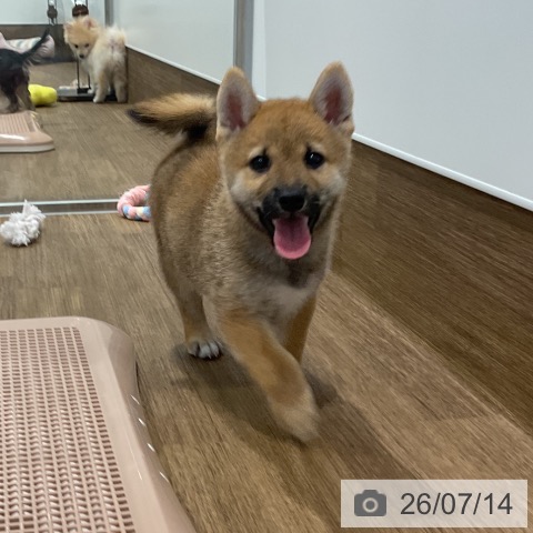 柴の写真