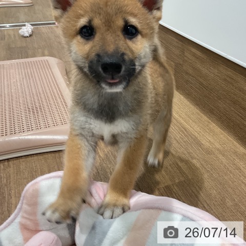 柴の写真
