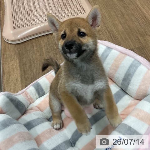 柴の写真