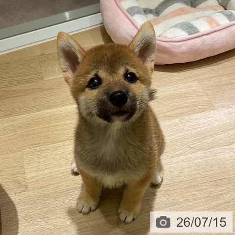 愛知県の柴犬(標準サイズ) (ペットプラス イオンモール豊川店/2026年5月11日生まれ/男の子/赤)の子犬の4枚目の画像