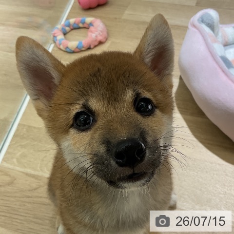 愛知県の柴犬(標準サイズ) (ペットプラス イオンモール豊川店/2026年5月11日生まれ/男の子/赤)の子犬の3枚目の画像