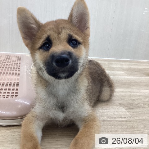 愛知県の柴犬(標準サイズ) (ペットプラス 豊橋牧野店/2026年5月11日生まれ/男の子/赤)の子犬の4枚目の画像