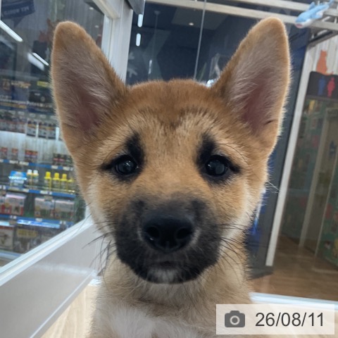 愛知県の柴犬(標準サイズ) (ペットプラス 豊橋牧野店/2026年5月11日生まれ/男の子/赤)の子犬の4枚目の画像
