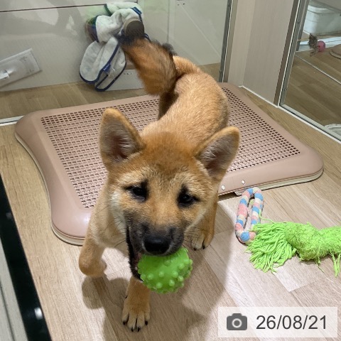 愛知県の柴犬(標準サイズ) (ペットプラス イオンモール豊川店/2026年5月11日生まれ/男の子/赤)の子犬の4枚目の画像
