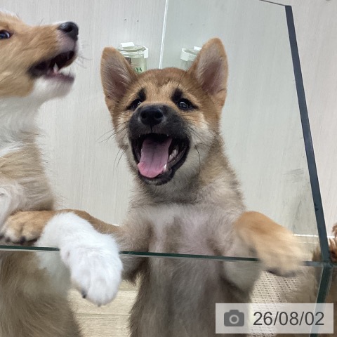 愛知県の柴犬(標準サイズ) (ペットプラス 豊橋牧野店/2026年5月11日生まれ/男の子/赤)の子犬の3枚目の画像