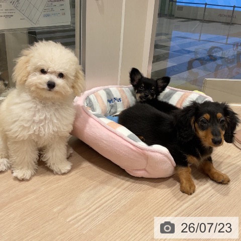 チワワの写真
