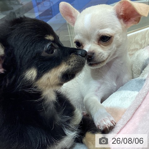 チワワの写真