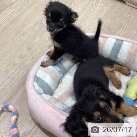 石川県のチワワ(ロング) (ペットプラス かほく店/2026年5月10日生まれ/男の子/ブラックタンホワイト)の子犬の4枚目の画像