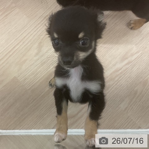 チワワの写真