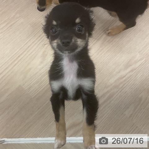 チワワの写真
