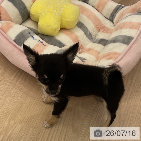 チワワの写真