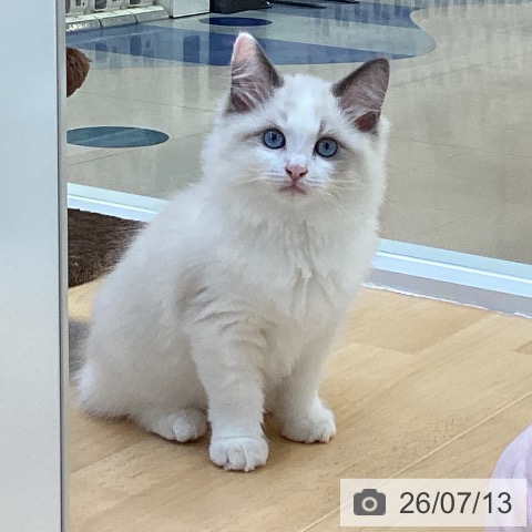 ラグドールの写真