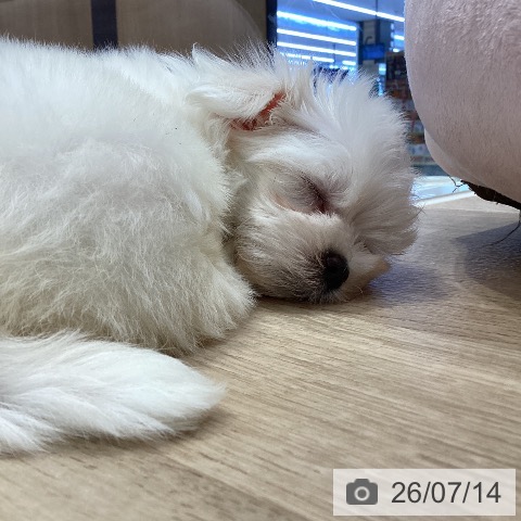岐阜県のマルチーズ (ペットプラス 各務原店/2026年5月11日生まれ/男の子/ホワイト)の子犬の3枚目の画像