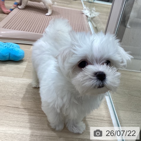 岐阜県のマルチーズ (ペットプラス 各務原店/2026年5月11日生まれ/男の子/ホワイト)の子犬の4枚目の画像