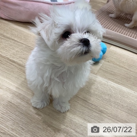 岐阜県のマルチーズ (ペットプラス 各務原店/2026年5月11日生まれ/男の子/ホワイト)の子犬の3枚目の画像