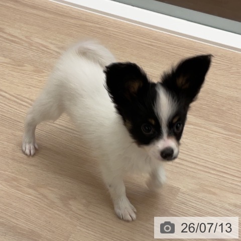 パピヨンの写真
