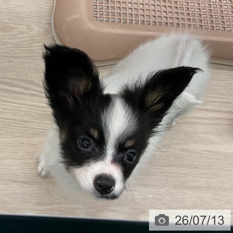 パピヨンの写真