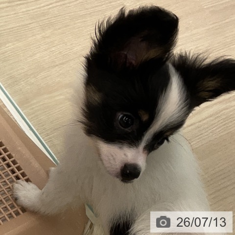パピヨンの写真