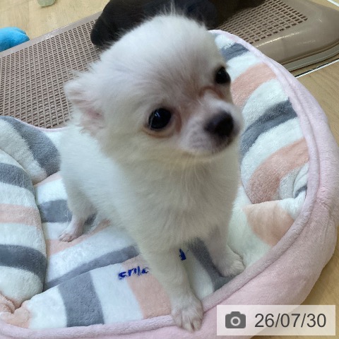 愛知県のチワワ(ロング) (ペットプラス 三好店/2026年5月5日生まれ/男の子/クリームホワイト)の子犬の4枚目の画像