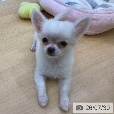 愛知県のチワワ(ロング) (ペットプラス 三好店/2026年5月5日生まれ/男の子/クリームホワイト)の子犬の3枚目の画像