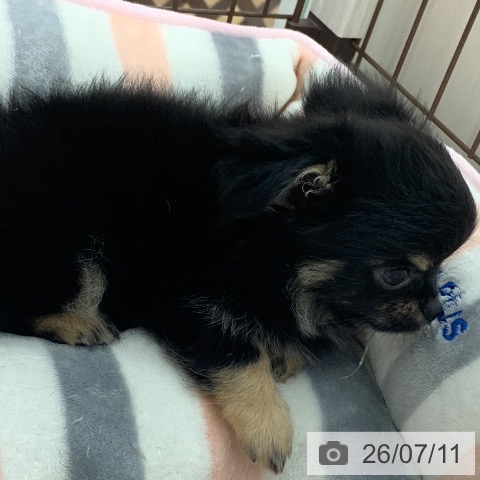 岐阜県のチワワ(ロング) (ペットプラス 光ケ丘店/2026年5月5日生まれ/男の子/ブラックタン)の子犬の4枚目の画像