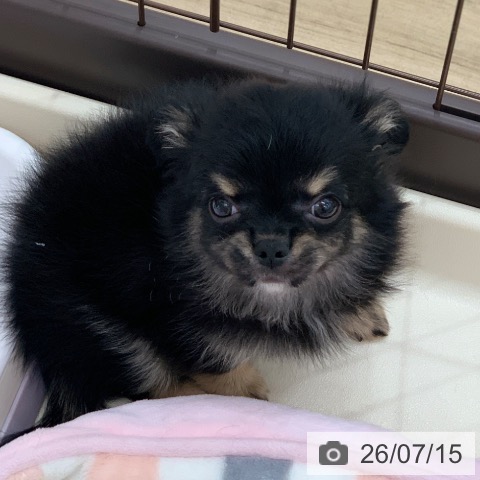 チワワの写真