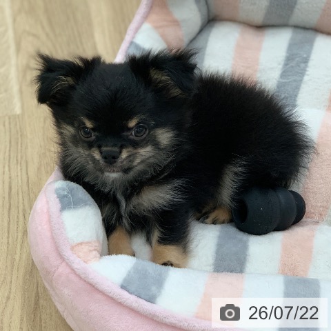 岐阜県のチワワ(ロング) (ペットプラス 光ケ丘店/2026年5月5日生まれ/男の子/ブラックタン)の子犬の4枚目の画像