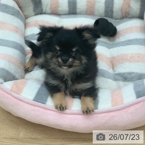 岐阜県のチワワ(ロング) (ペットプラス 光ケ丘店/2026年5月5日生まれ/男の子/ブラックタン)の子犬の4枚目の画像