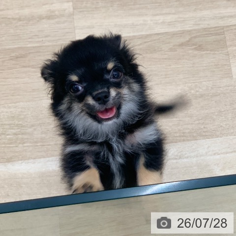 岐阜県のチワワ(ロング) (ペットプラス 光ケ丘店/2026年5月5日生まれ/男の子/ブラックタン)の子犬の4枚目の画像
