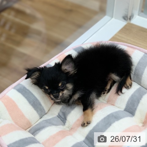 岐阜県のチワワ(ロング) (ペットプラス 光ケ丘店/2026年5月5日生まれ/男の子/ブラックタン)の子犬の4枚目の画像