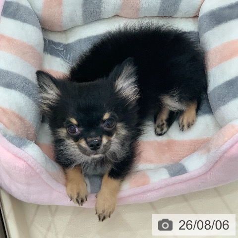 岐阜県のチワワ(ロング) (ペットプラス 光ケ丘店/2026年5月5日生まれ/男の子/ブラックタン)の子犬の4枚目の画像