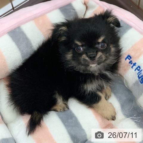 岐阜県のチワワ(ロング) (ペットプラス 光ケ丘店/2026年5月5日生まれ/男の子/ブラックタン)の子犬の3枚目の画像
