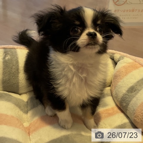 三重県のチワワ(ロング) (ペットプラス 東員店/2026年5月5日生まれ/女の子/ブラックタンホワイト)の子犬の4枚目の画像