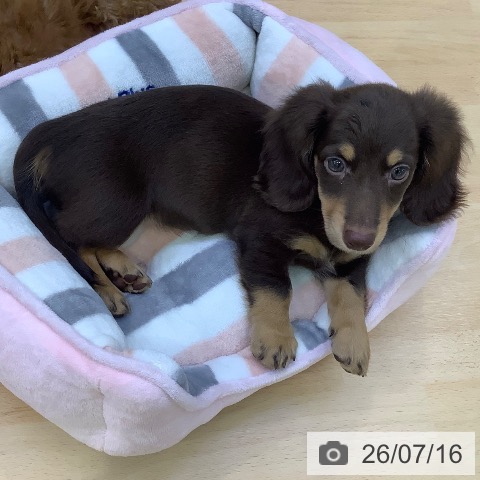 愛知県のミニチュアダックスフンド(ロング) (ペットプラス 三好店/2026年5月9日生まれ/男の子/チョコレートタン)の子犬の4枚目の画像